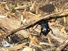 Nicrophorus defodiens