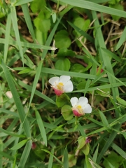 Torenia polygonoides