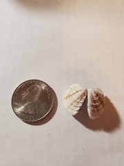 Chione elevata