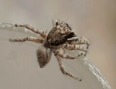 Plexippoides gestroi