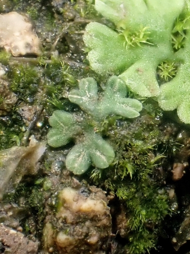 závrtok obyčajný (Riccia sorocarpa)