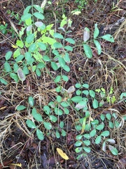 Styphnolobium affine