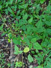 Oxalis barrelieri