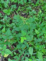 Oxalis barrelieri