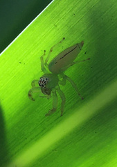 Mopsus mormon