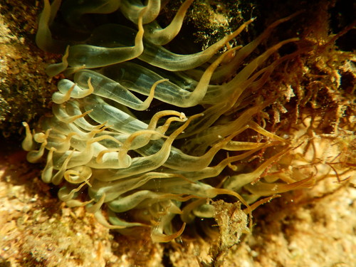 Representative image of Aiptasia couchii