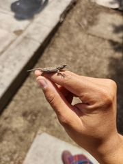 Sceloporus grammicus