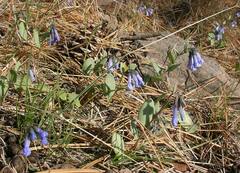 Mertensia longiflora