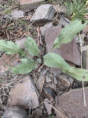 Cynoglossum officinale