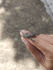 Sceloporus grammicus