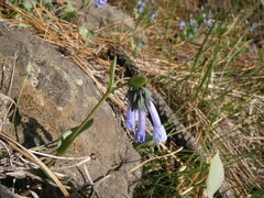 Mertensia longiflora