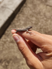 Sceloporus grammicus