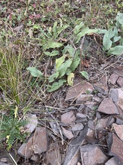 Cynoglossum officinale