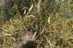 Cassytha paniculata