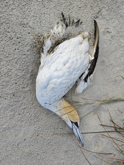 Morus serrator