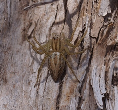 Oxyopes lineatus