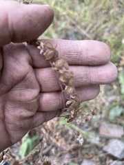 Cynoglossum officinale