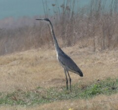 Ardea melanocephala