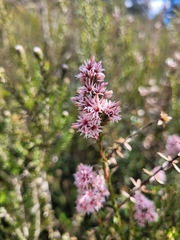 Sprengelia incarnata