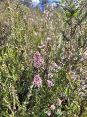 Sprengelia incarnata