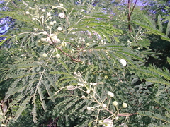 Leucaena leucocephala