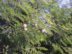 Leucaena leucocephala