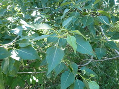 Populus balsamifera