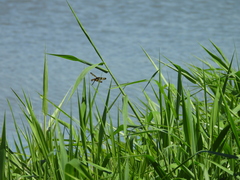 Rhyothemis variegata