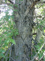 Populus balsamifera