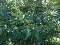 Populus balsamifera