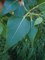 Populus balsamifera