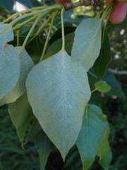 Populus balsamifera