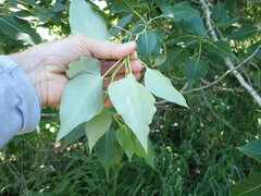 Populus balsamifera