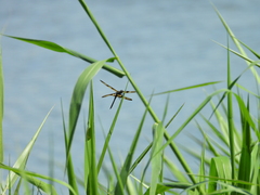 Rhyothemis variegata