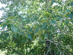 Populus balsamifera