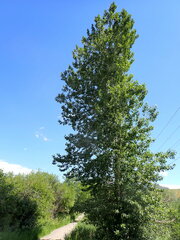 Populus balsamifera