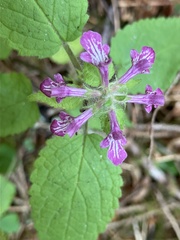Stachys mexicana