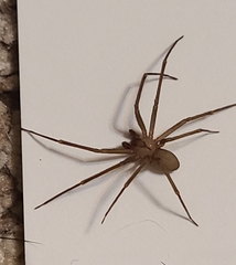Loxosceles reclusa