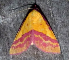 Phytometra rhodarialis