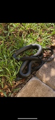 Coluber constrictor priapus
