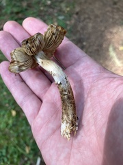 Pseudosperma sororium