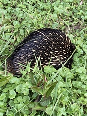 Tachyglossus aculeatus