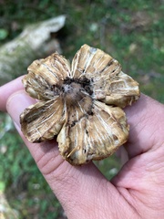 Pseudosperma sororium