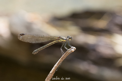 Aristocypha fenestrella
