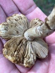 Pseudosperma sororium