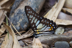 Graphium chironides