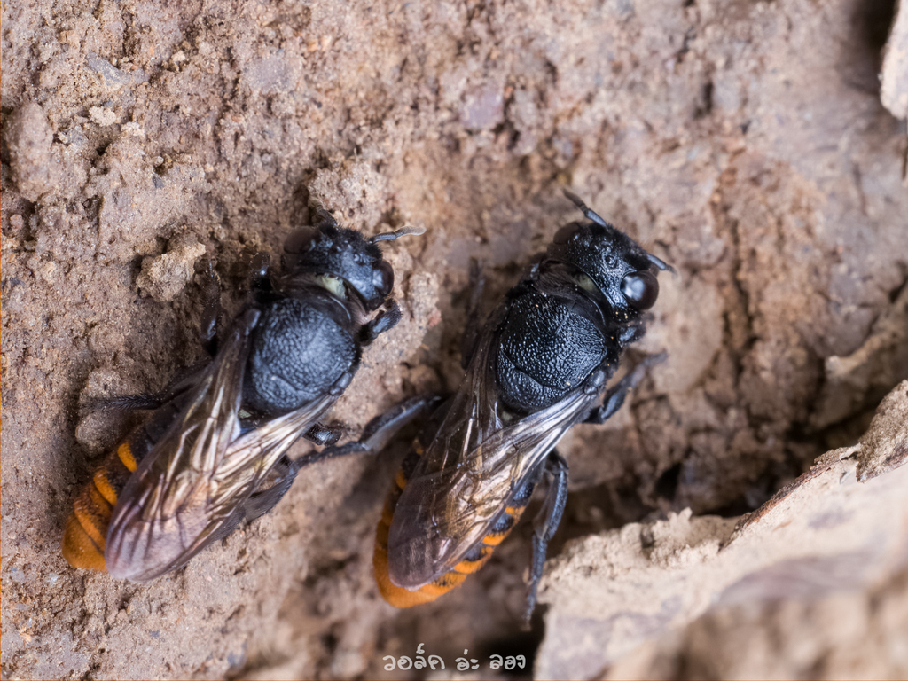 Megachile sirindhornae