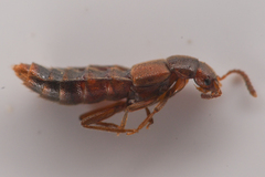 Aleocharinae