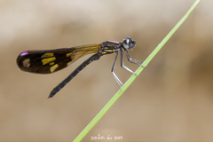 Aristocypha fenestrella