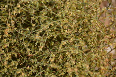 Eriogonum nidularium